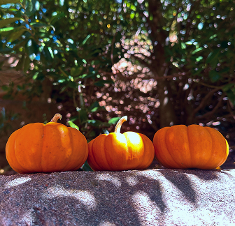 About Asheville Porch Pumpkins - Asheville's Original Pumpkin Delivery Service