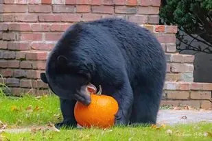 How to Keep Bears Away from Pumpkins