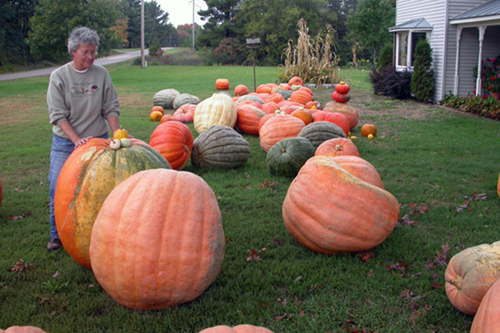 Effortless Pumpkin Porch Setup: Pumpkins Delivered to Your Door