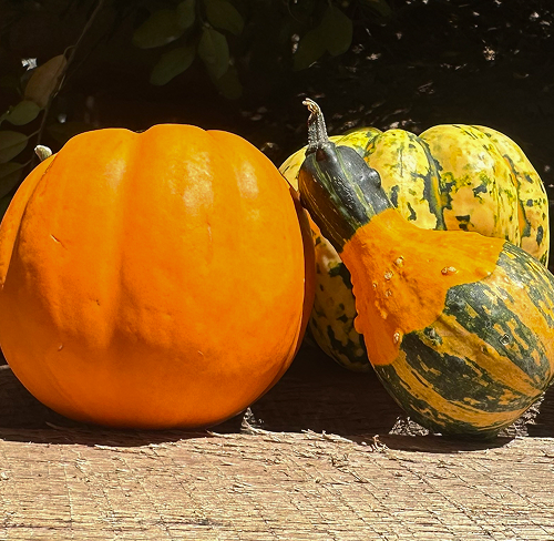 Fall Decor Ideas for Storefronts, Offices, and HOA Entrances